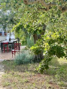 Trullo Armonia a Panoramic Villa with Pool