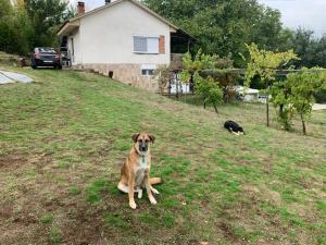 Kaj Nana & Dedo