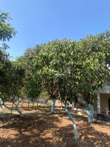 Aadvik Patil Farm