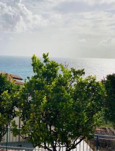 Casa palli