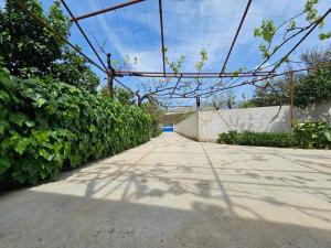 The Hidden Orchard