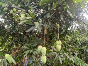 Nhà vườn nghỉ dưỡng Châu Thịnh Phát