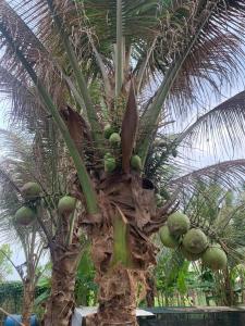 Nhà vườn nghỉ dưỡng Châu Thịnh Phát