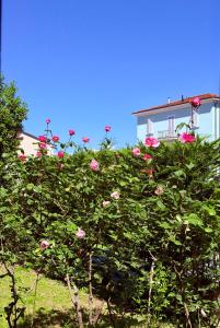 The Tuscany Rose