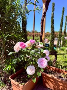 The Tuscany Rose