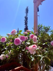 The Tuscany Rose