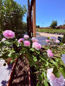 The Tuscany Rose