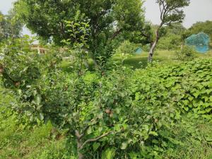 HKS Orchards Stay