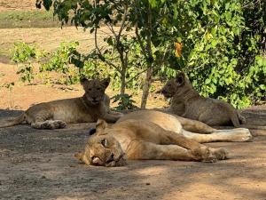 Bush River Safaris, Lower Zambezi, B&B, Tiger Fishing, Canoeing