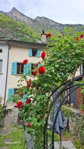 B&B Lostallo Beat and Bloom