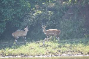 Bush River Safaris, Boat Cruise Fishing, Game Drives & Canoeing