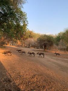 Bush River Safaris Campsite