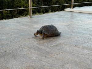 Sa domu mea img61