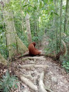 Jungle House And Treking Family Only Treking Booking With Us
