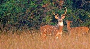 The Yala Camping