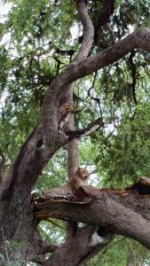 Zambezi River Safari Retreat 3bdr, Game & Canoe Safaris & Fishing