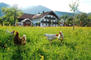 Haiderhof