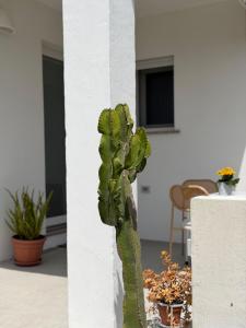 Sa figu e Sa nespula img16