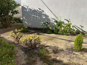 BnB Homes Ocean Breeze Terrace Apartment 400 m away from the Ocean