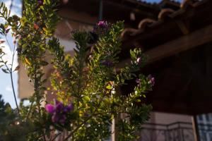Dimitras Little House