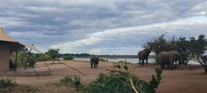 Elephant Crossing Safari Bushcamp
