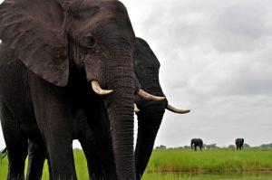 Elephant Crossing Safari Bushcamp