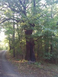 Gîte barbude 24 personnes