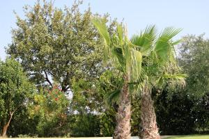 Campings Camping Le Dolium : photos des chambres
