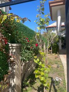 Villa Mango