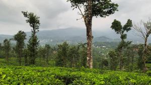 Vythiri Gold Resort By ZOMESTAY