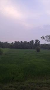 Fruit Park
