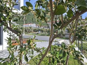 Villa Olive Hill 1