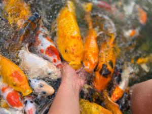 Payara Experience