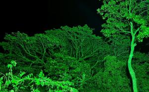 Cabaña El Anhelo Bosque