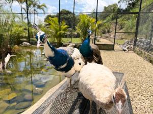 Payara Experience