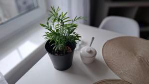 Apartament Radosna