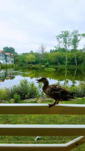 1-bedroom apartment, large south-facing terrace, luxury residence
