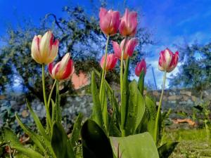 Azienda Agricola Cuntarati