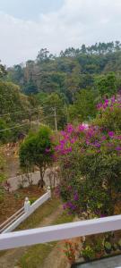 HighLand Homestay