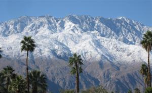 Mesquite