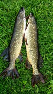 Lake Escape - Camp, Fish, Relax