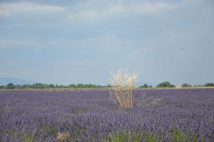 B&B / Chambres d'hotes Les Terrasses de Valensole : photos des chambres