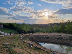 Horse Ranch with amazing mountainous views