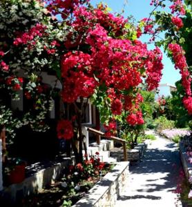 Maniatis Garden Skiathos Greece