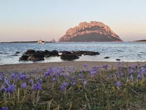 Porto San Paolo - A 100 mt dal mare, Tavolara