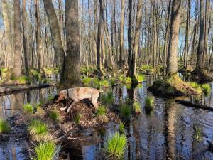 Żurawi klangor - dom z sauną i jacuzzi