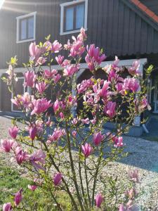 DOM Bzy i Magnolie Pojezierze Drawskie