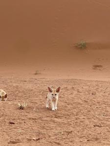 Desert Mhamid
