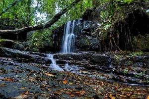 Camping hiking Bird watching makandawa tropical rainforest Kithulgala