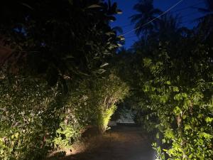 Siam phangan